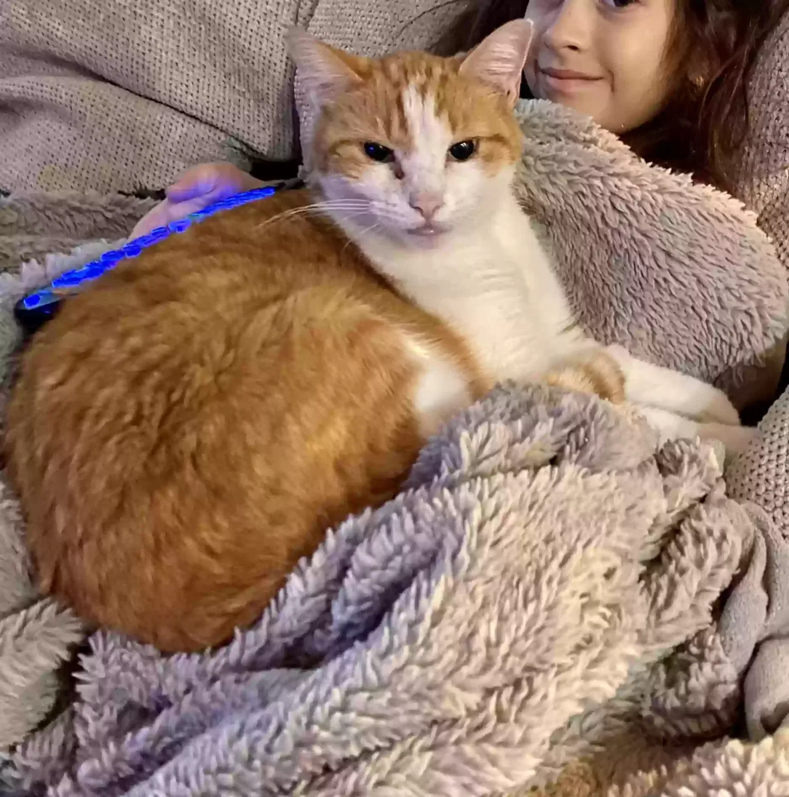 Lost cat in Cypress, TX, 77433