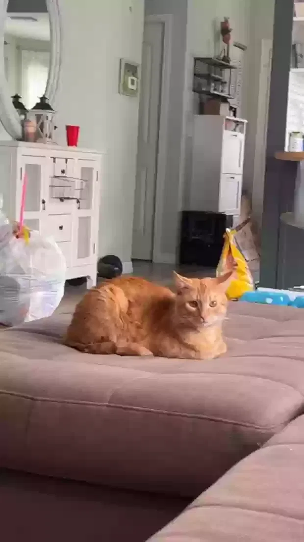 Lost cat in Largo, FL, 33771