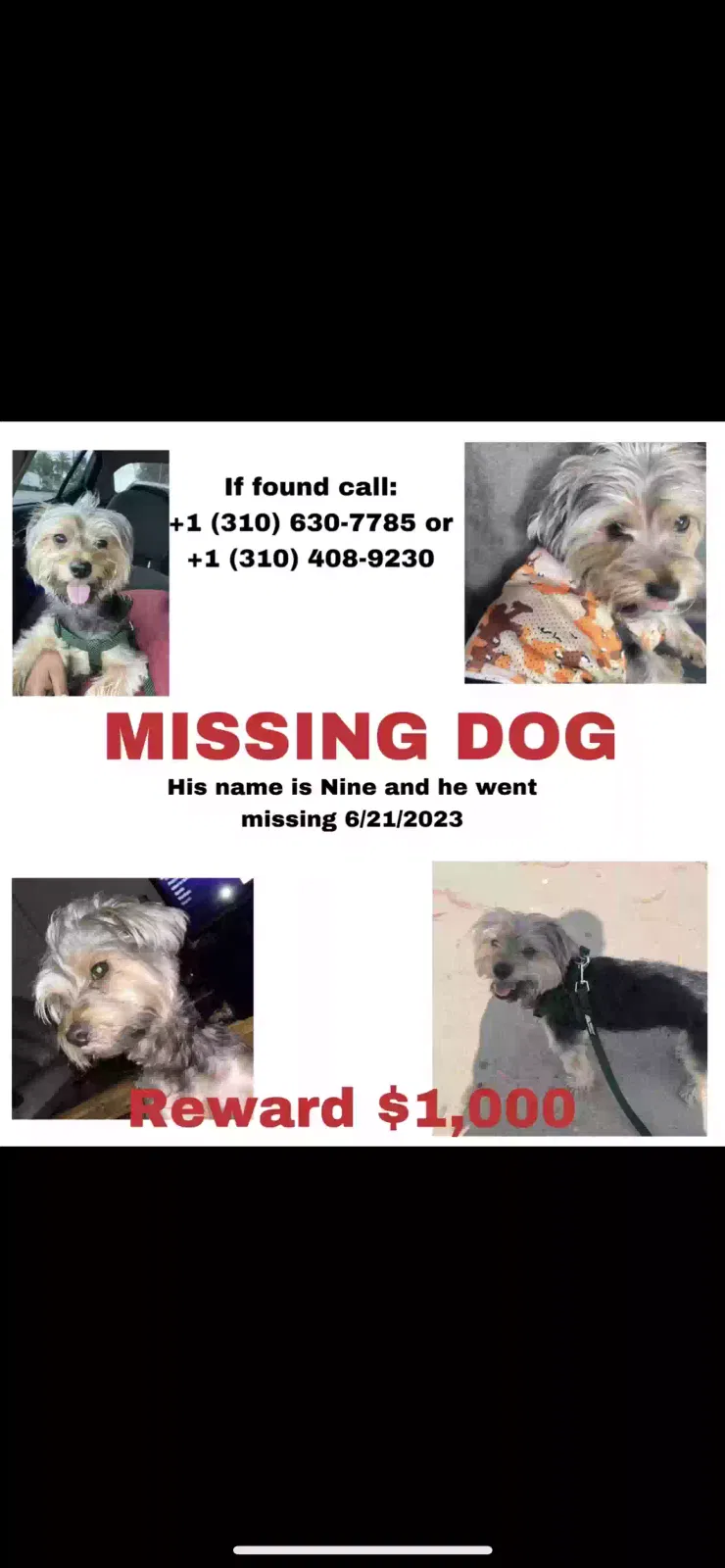 Lost dog in Gardena, CA, 90249