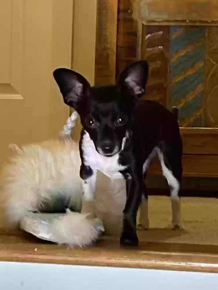 Lost dog in Nashville, TN, 37204