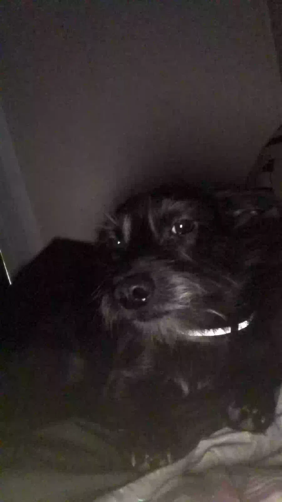 Lost dog in Asheville, NC, 28806