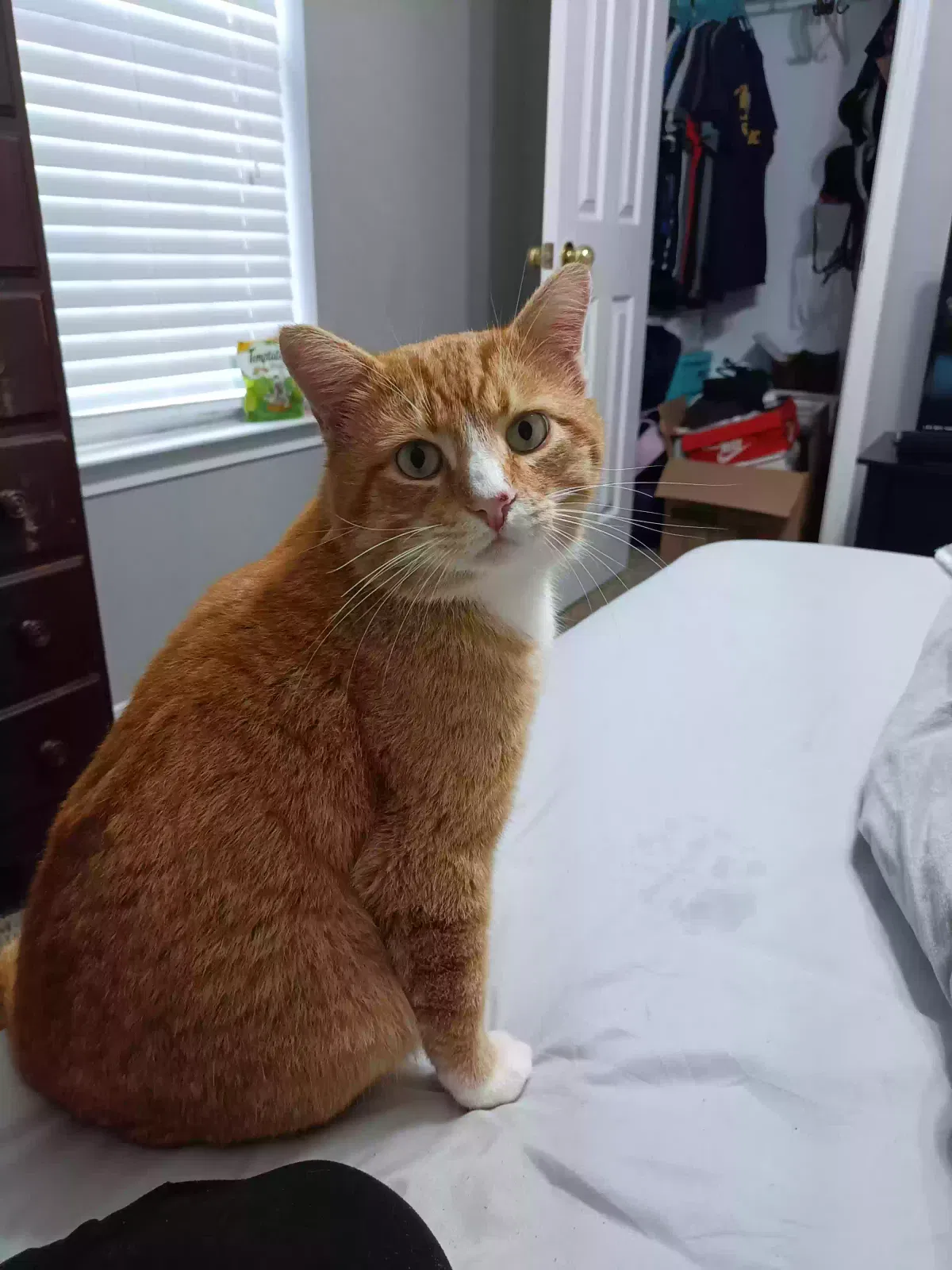 Lost cat in Mobile, AL, 36608