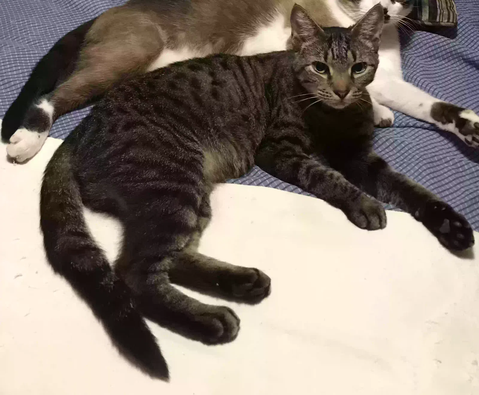 Lost cat in Kissimmee, FL, 34741