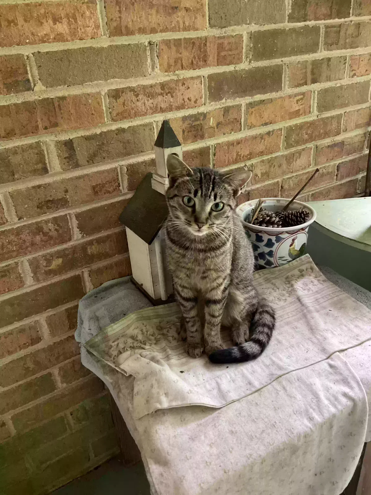 Lost cat in Siler City, NC, 27344
