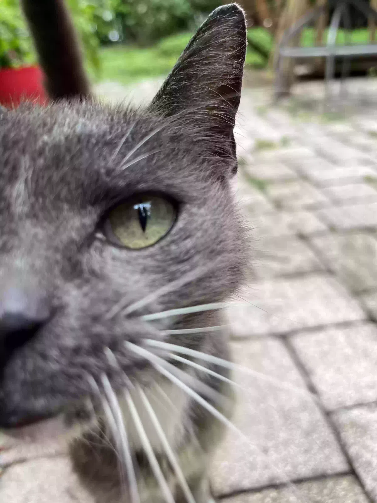 Found cat in Zephyrhills, FL, 33540