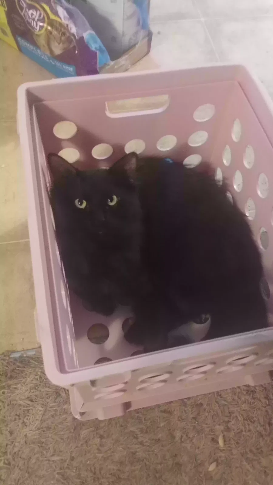Lost cat in Saint George, UT, 84770