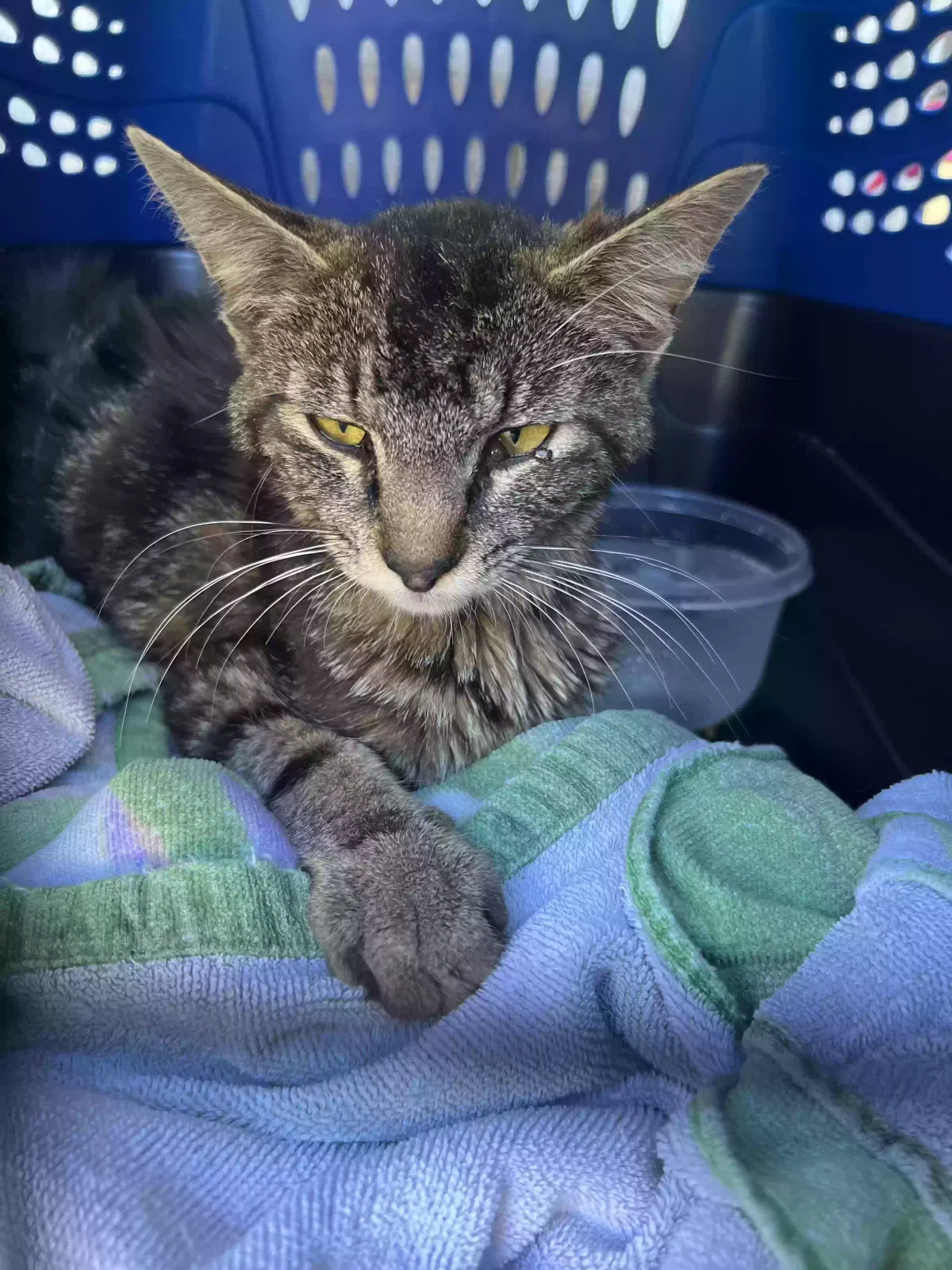Found cat in Hood River, OR, 97031