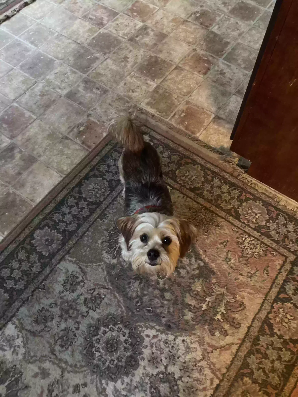 Lost dog in Buford, GA, 30519