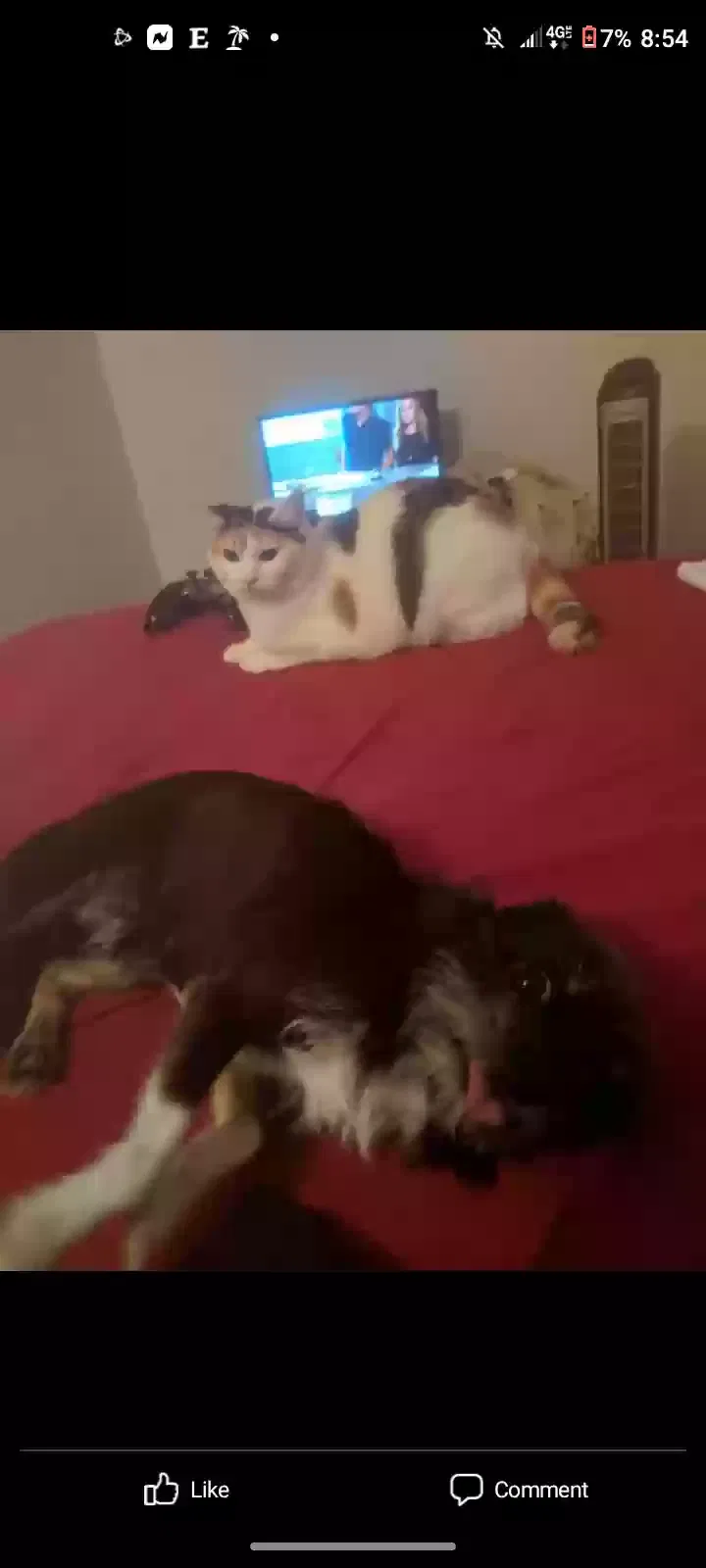 Lost cat in Fort Walton Beach, FL, 32548