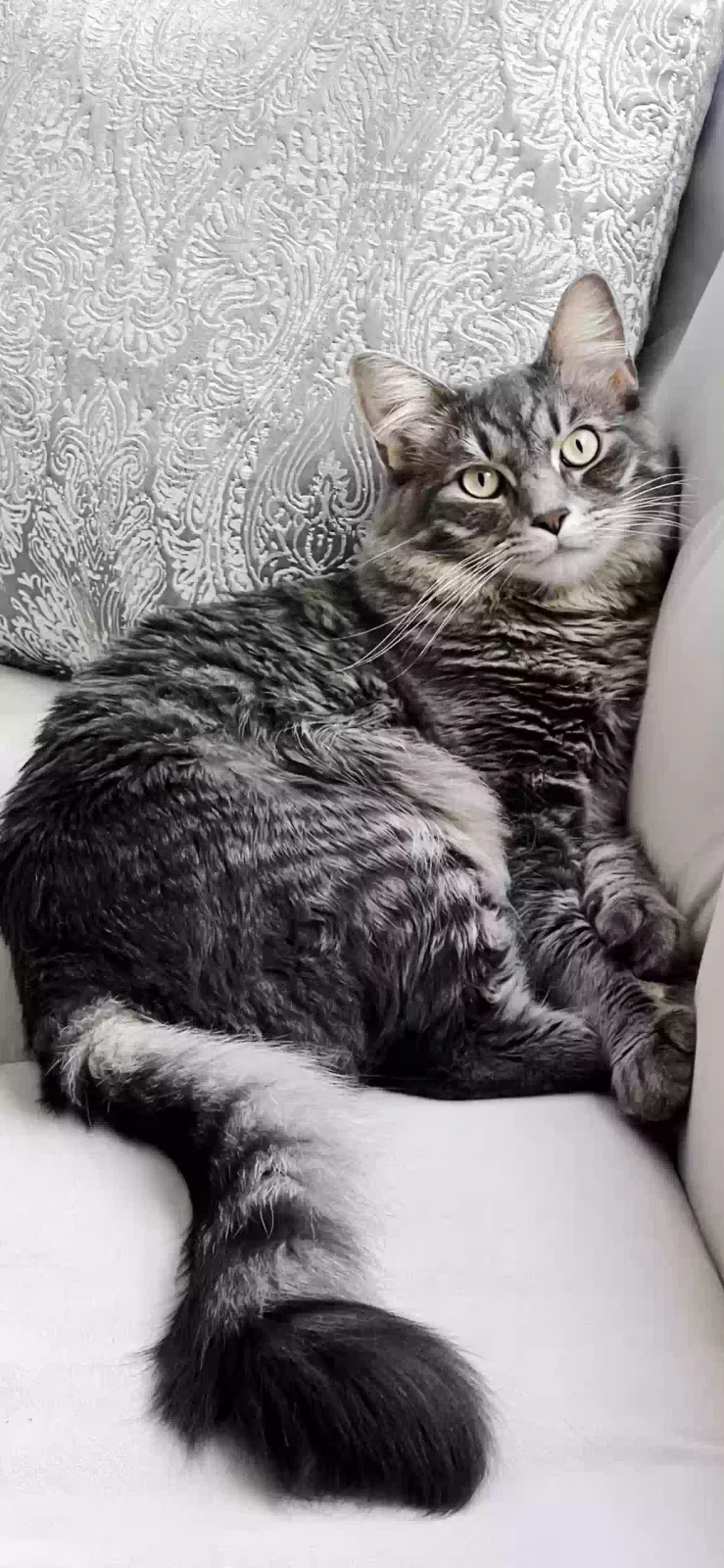 Lost cat in Chicago, IL, 60612