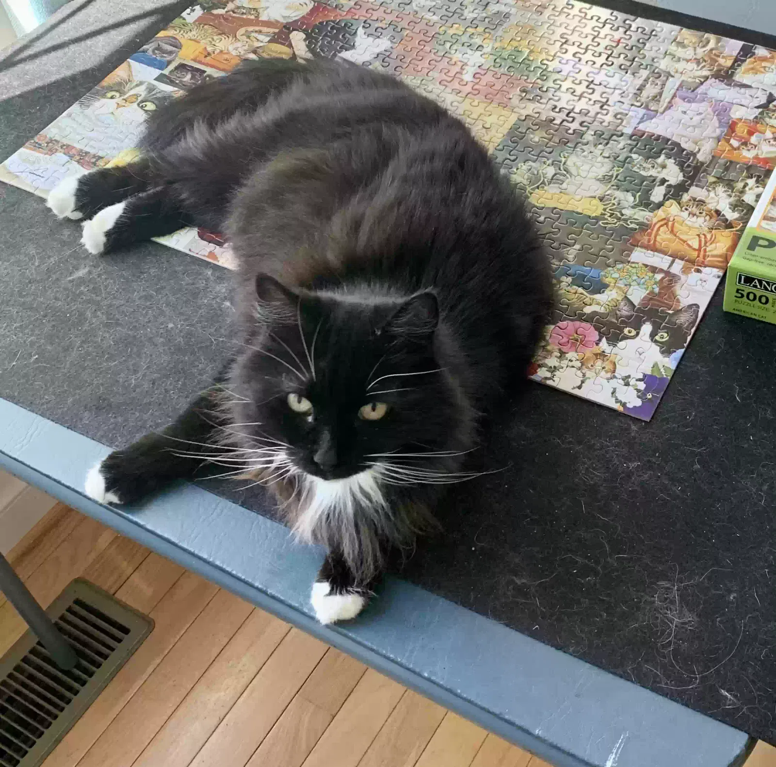 Lost cat in Chesterfield, VA, 23832