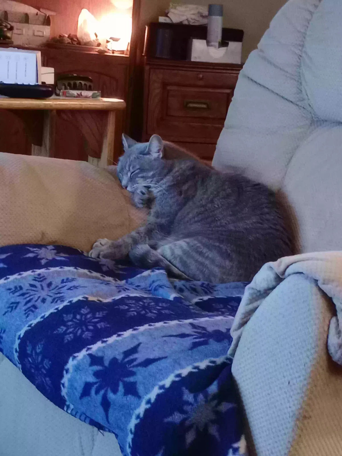 Lost cat in Dickinson, ND, 58601