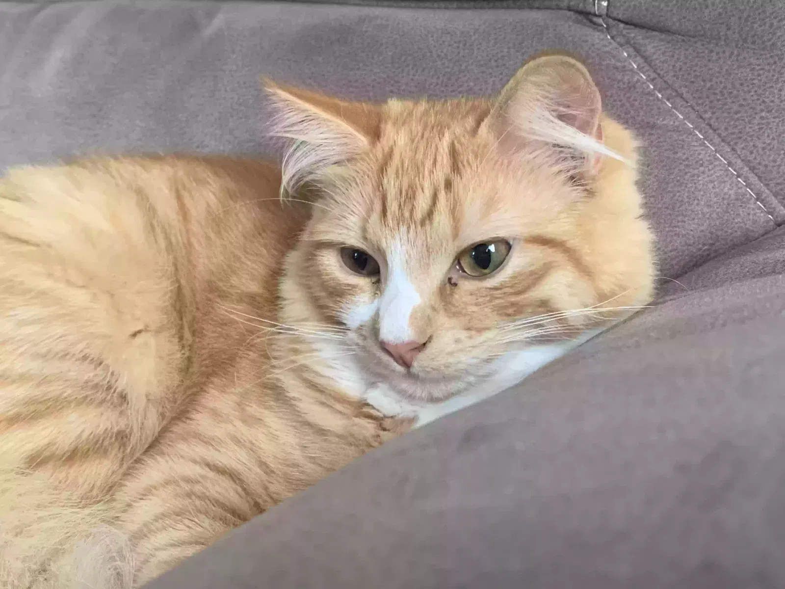 Lost cat in Los Angeles, CA, 90047