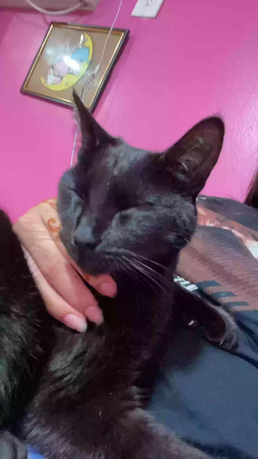 Lost cat in Los Angeles, CA, 90047