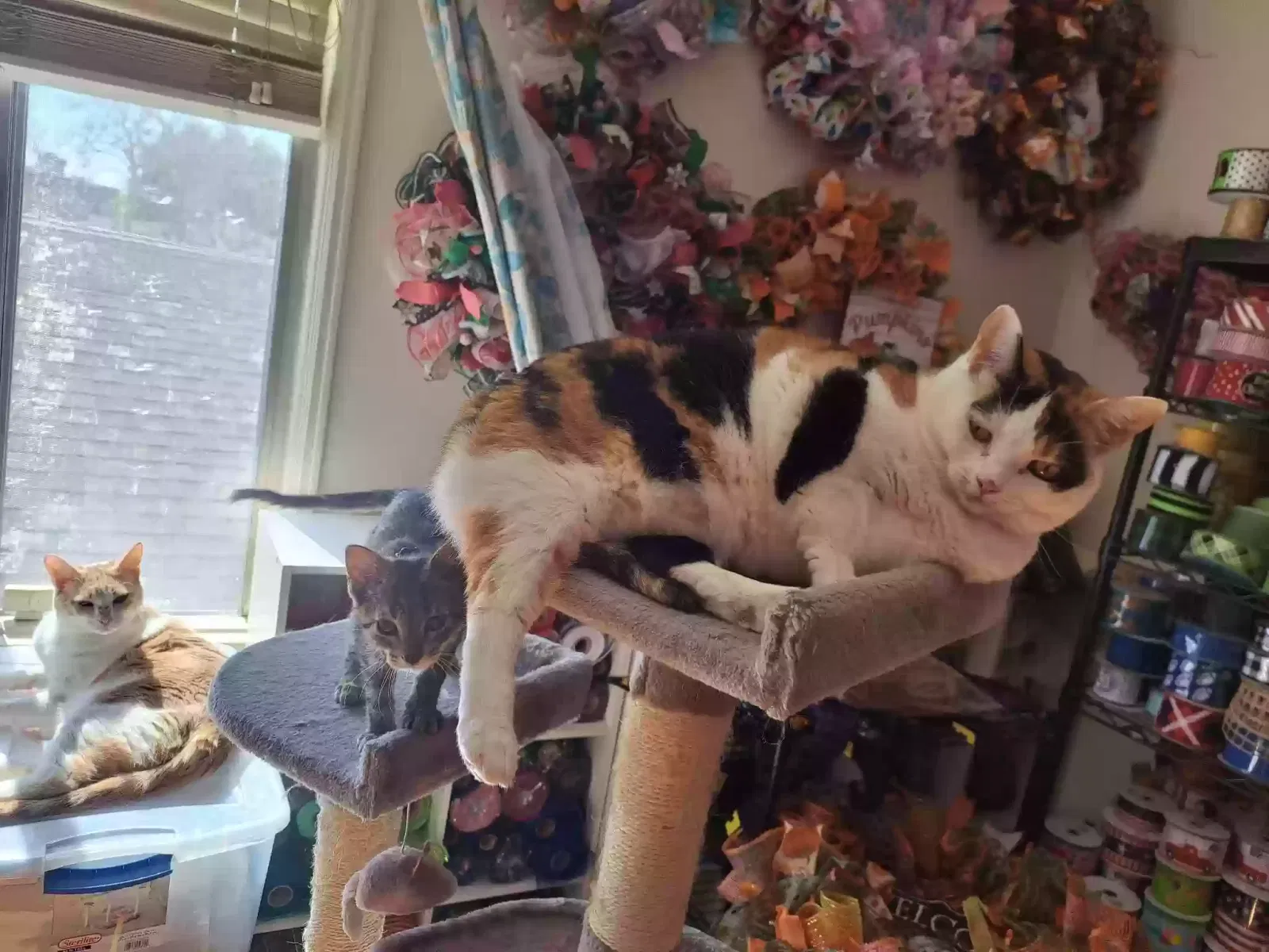 Lost cat in Long Beach, CA, 90807