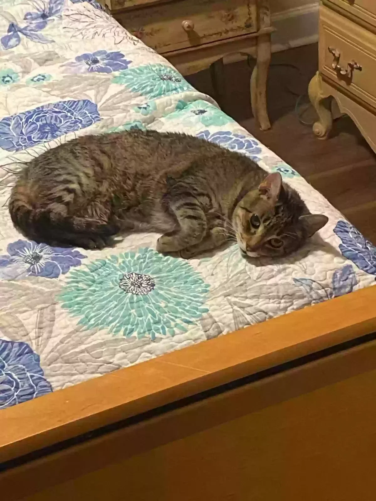 Lost cat in Gretna, LA, 70053