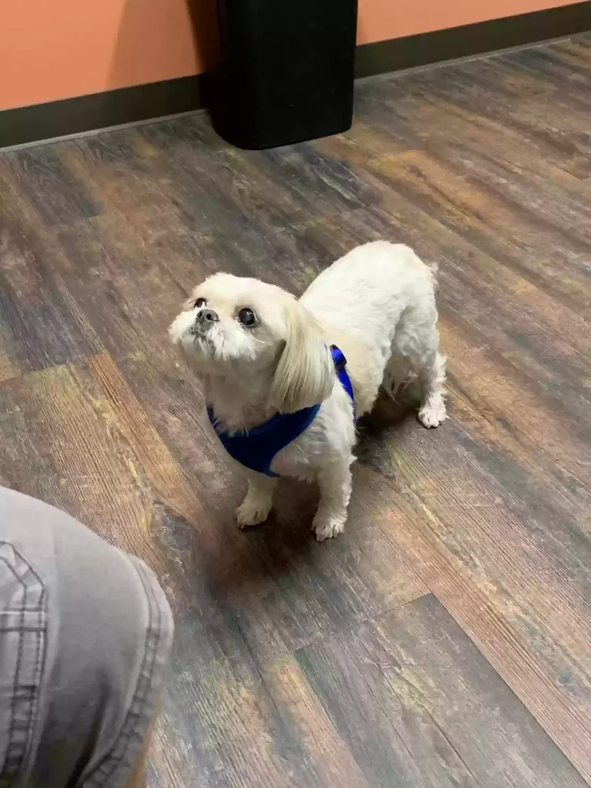 Lost dog in Candler, NC, 28715