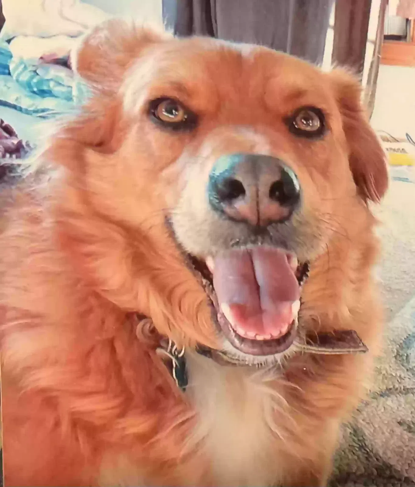 Lost dog in Abilene, TX, 79605