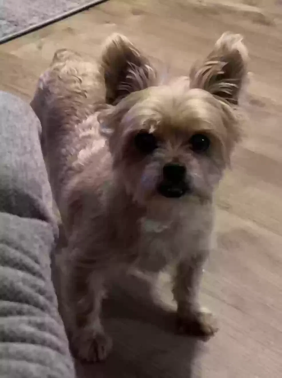 Lost dog in Bakersfield, CA, 93306