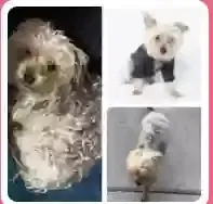 Lost dog in Antioch, TN, 37013