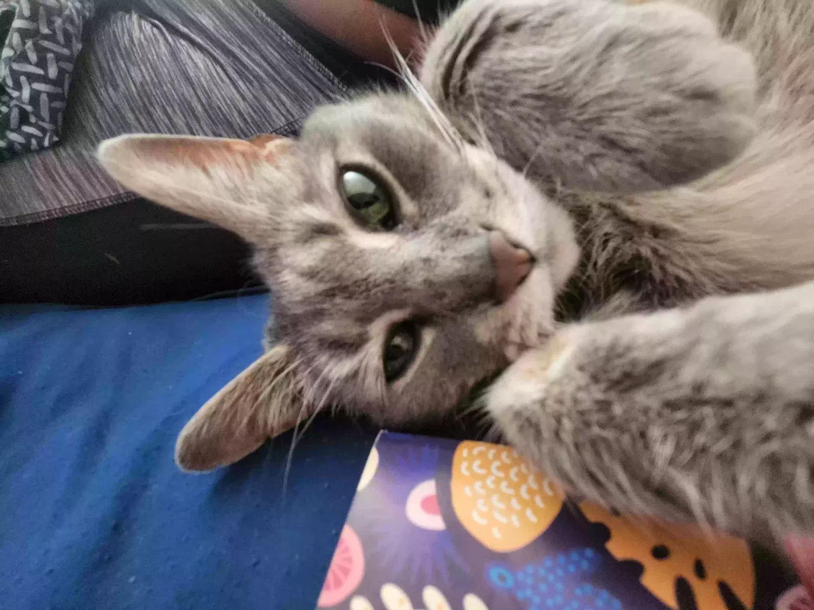 Lost cat in Indianapolis, IN, 46254
