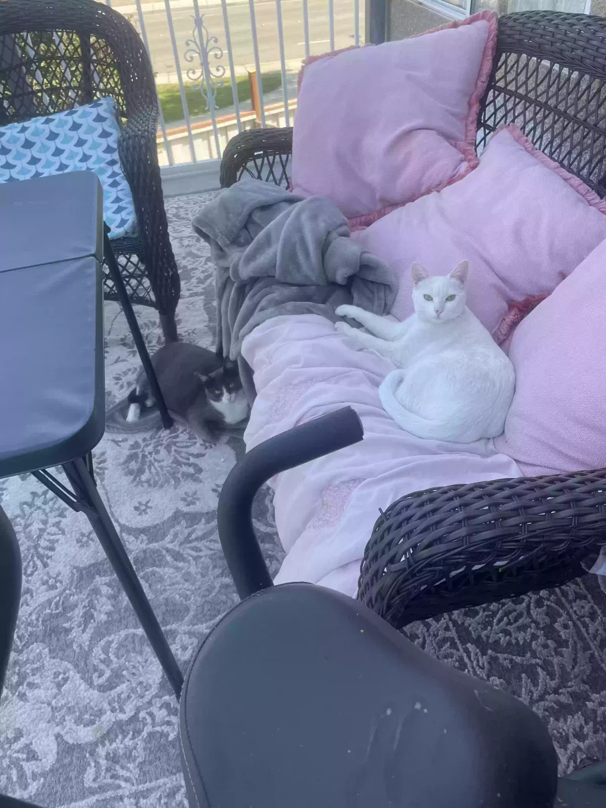 Lost cat in Tracy, CA, 95376