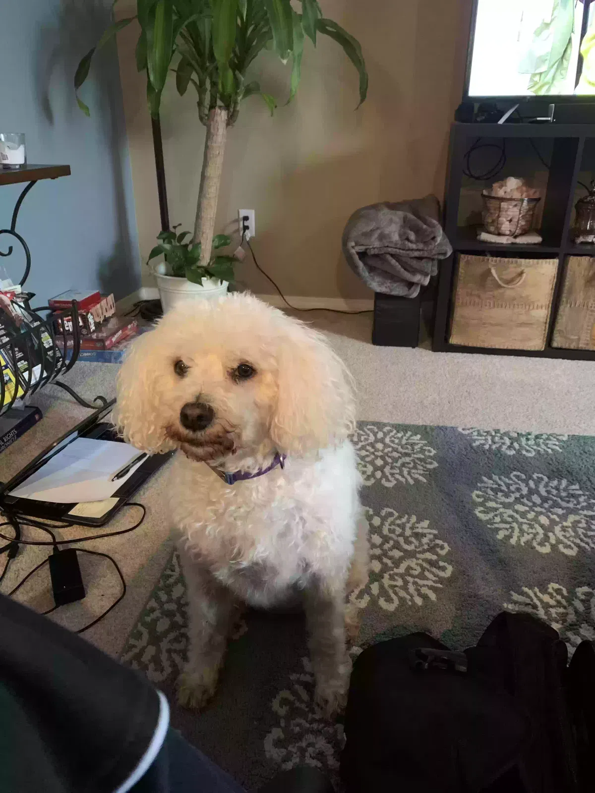Lost dog in Vancouver, WA, 98684