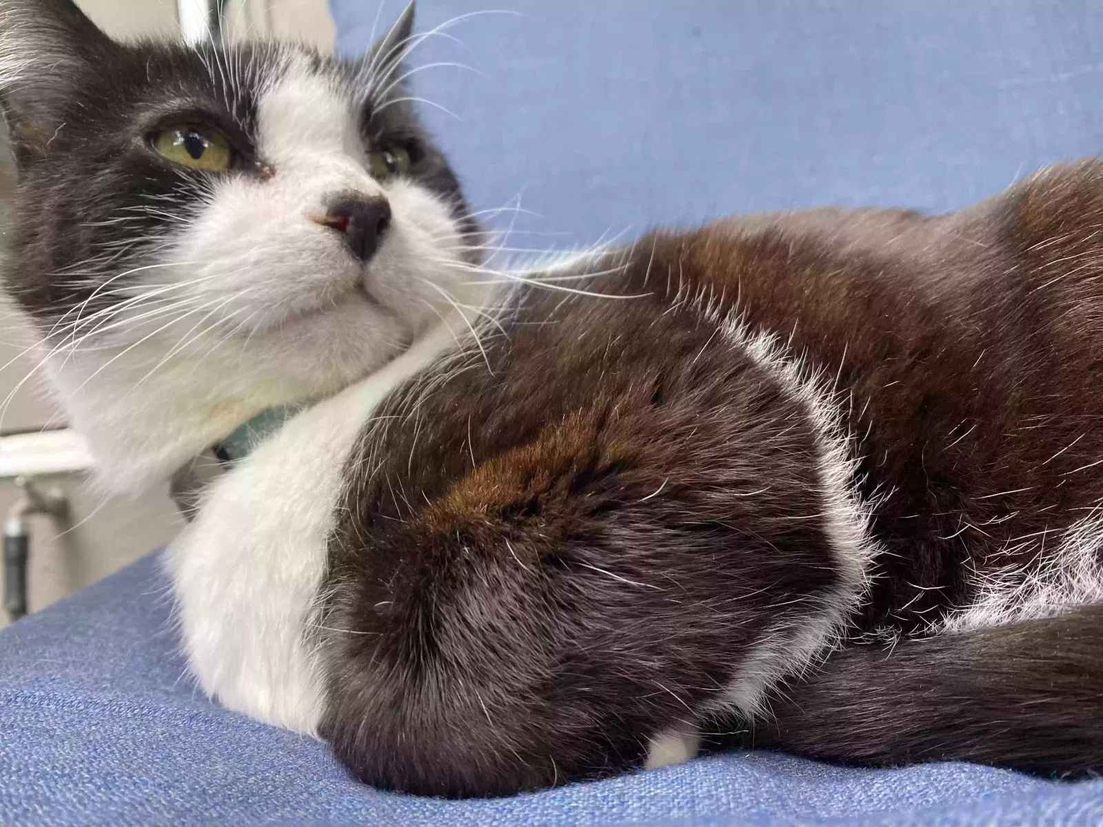 Lost cat in Redwood City, CA, 94061