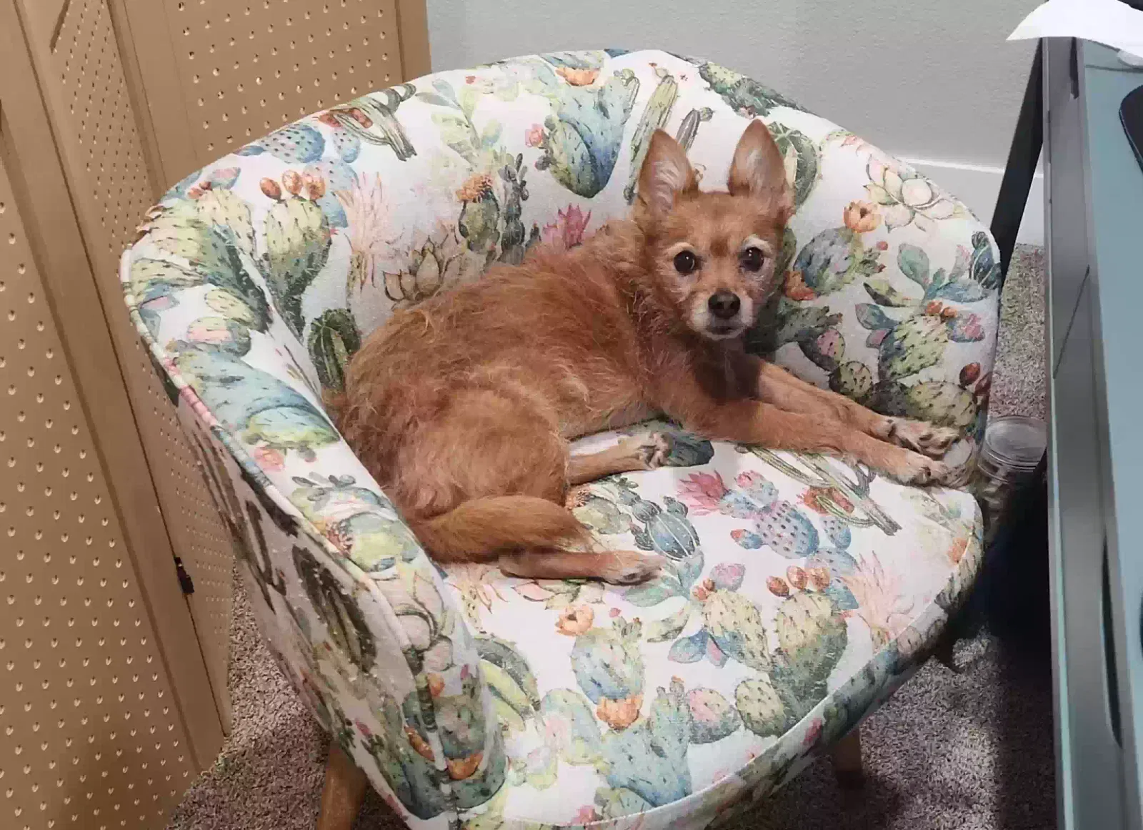 Lost dog in Denver, CO, 80207