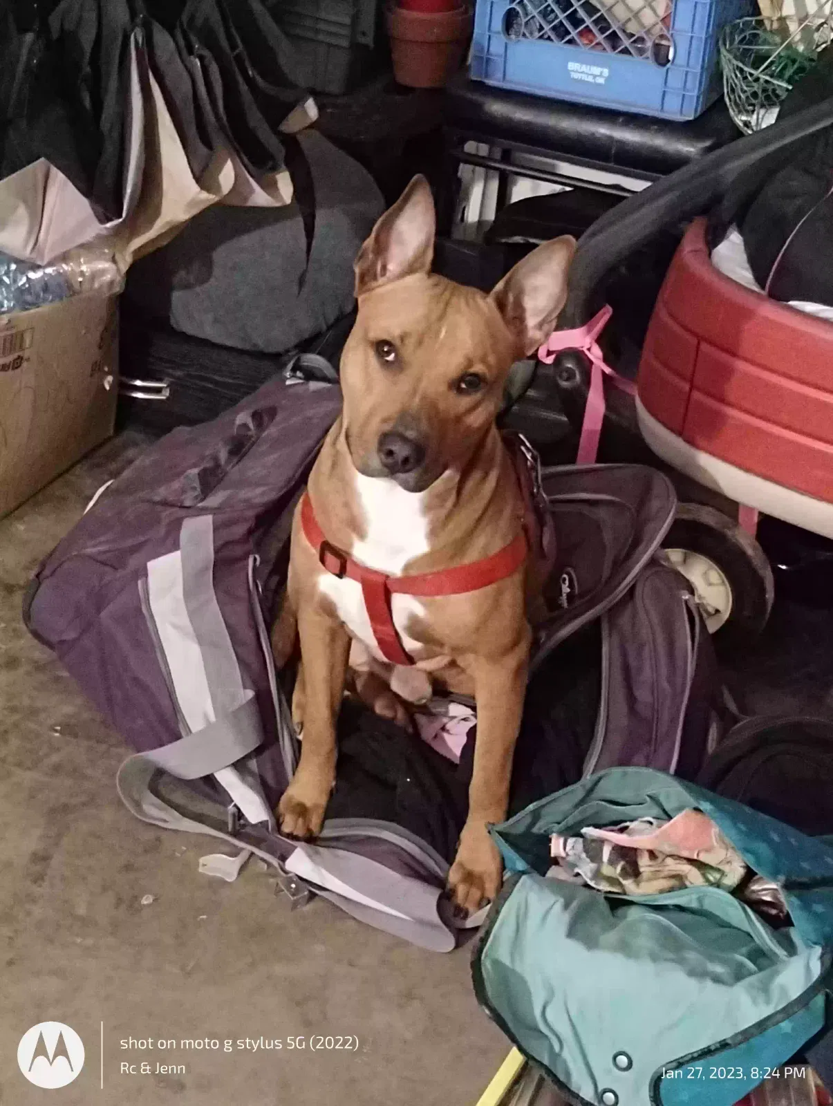 Lost dog in Shawnee, OK, 74801
