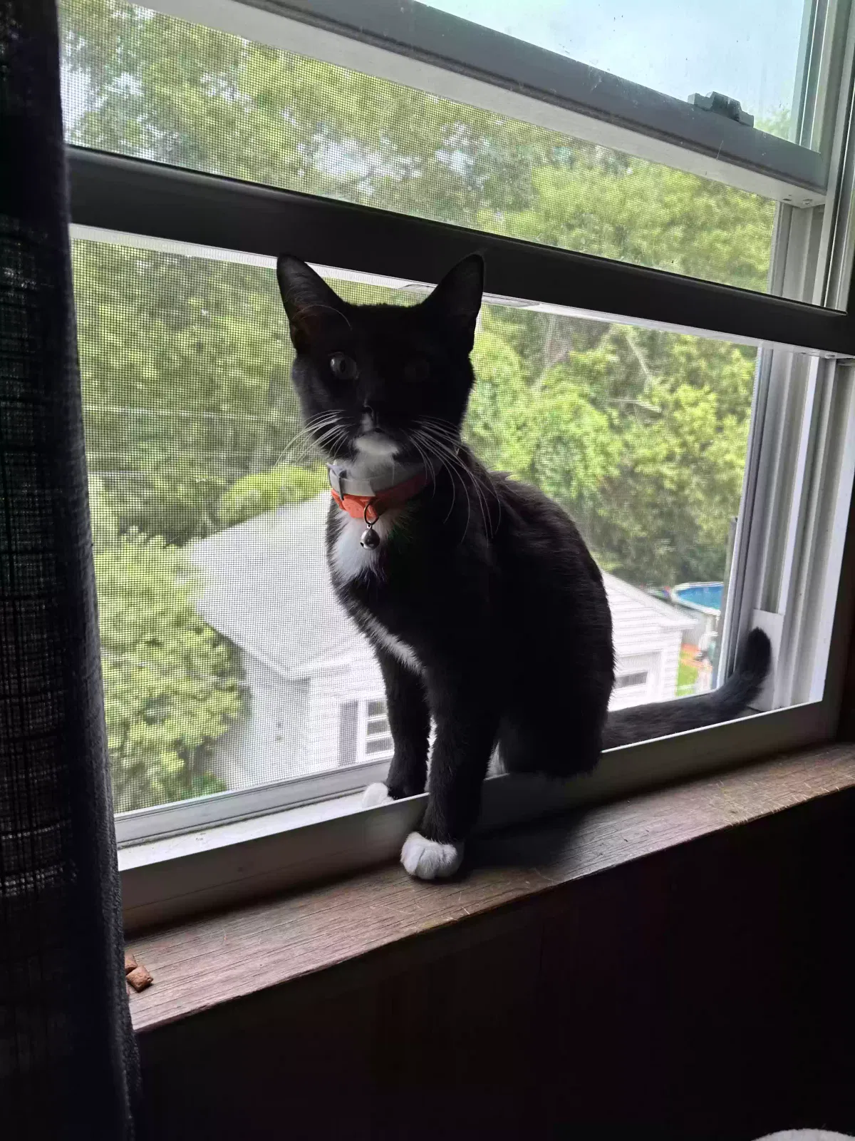 Found cat in Hamilton, OH, 45013