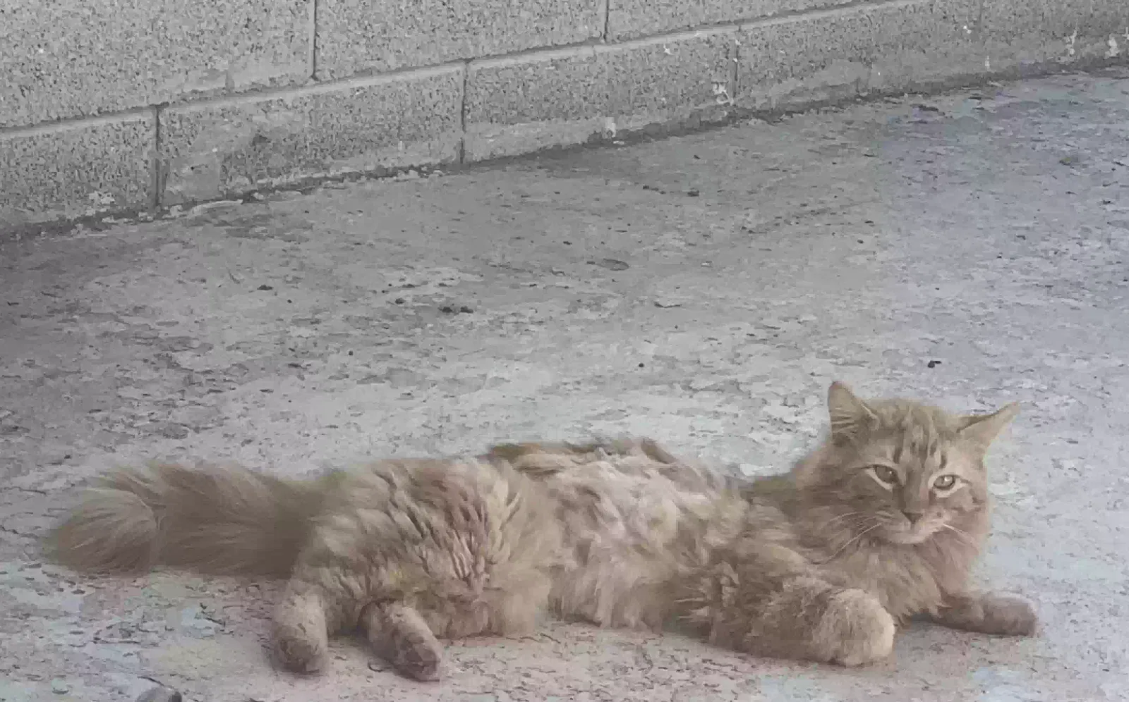 Lost cat in Albuquerque, NM, 87112