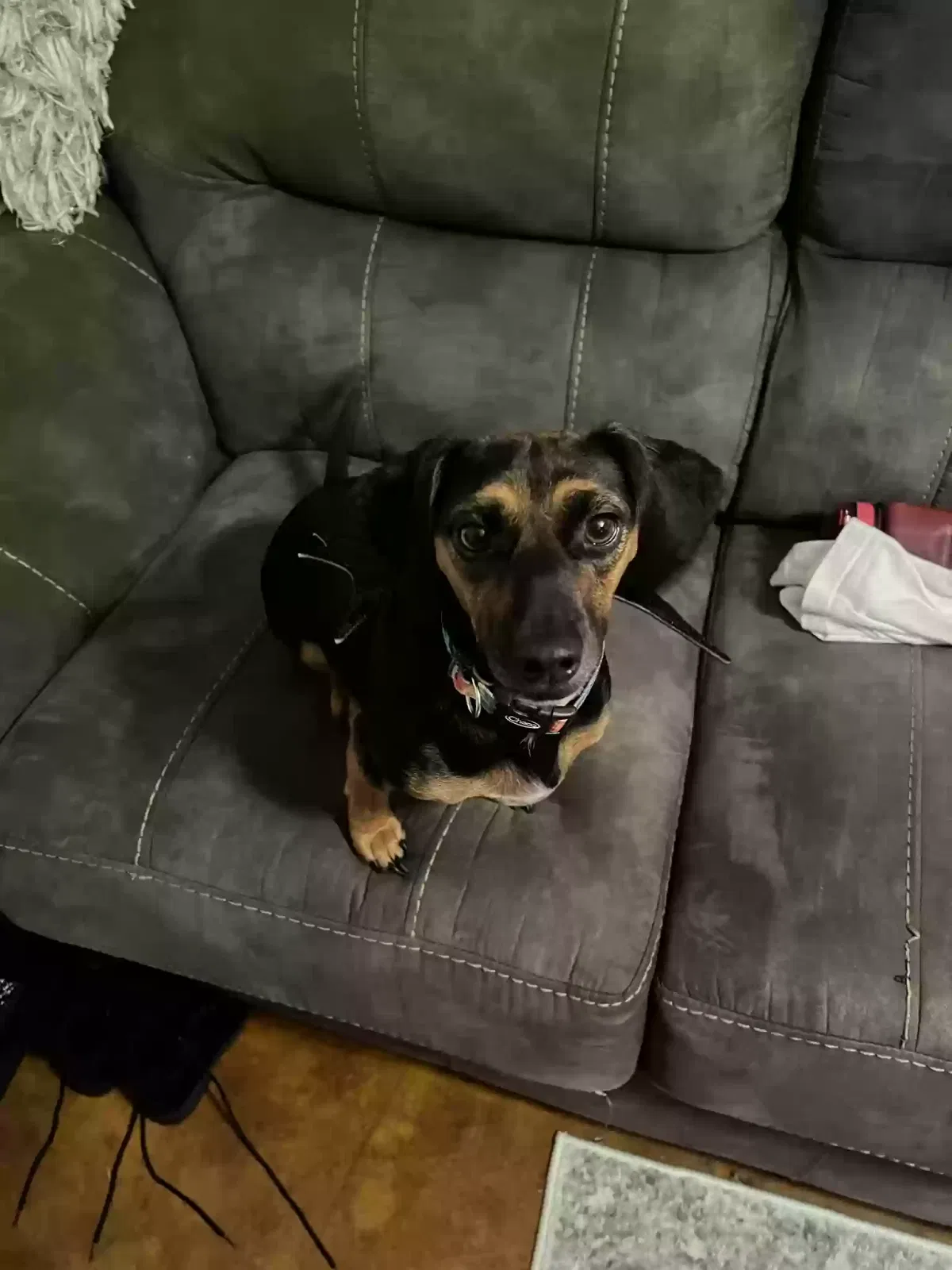 Lost dog in Cullman, AL, 35055