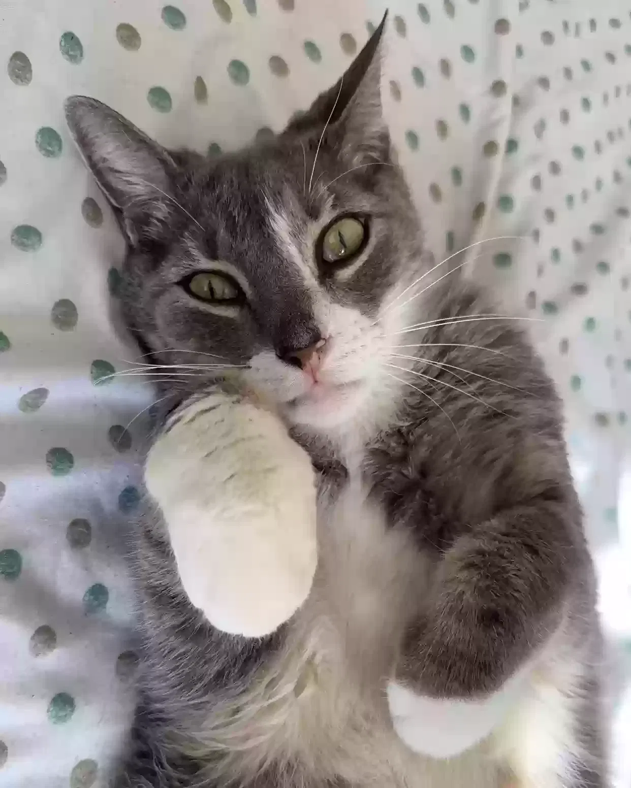 Lost cat in Houston, TX, 77072