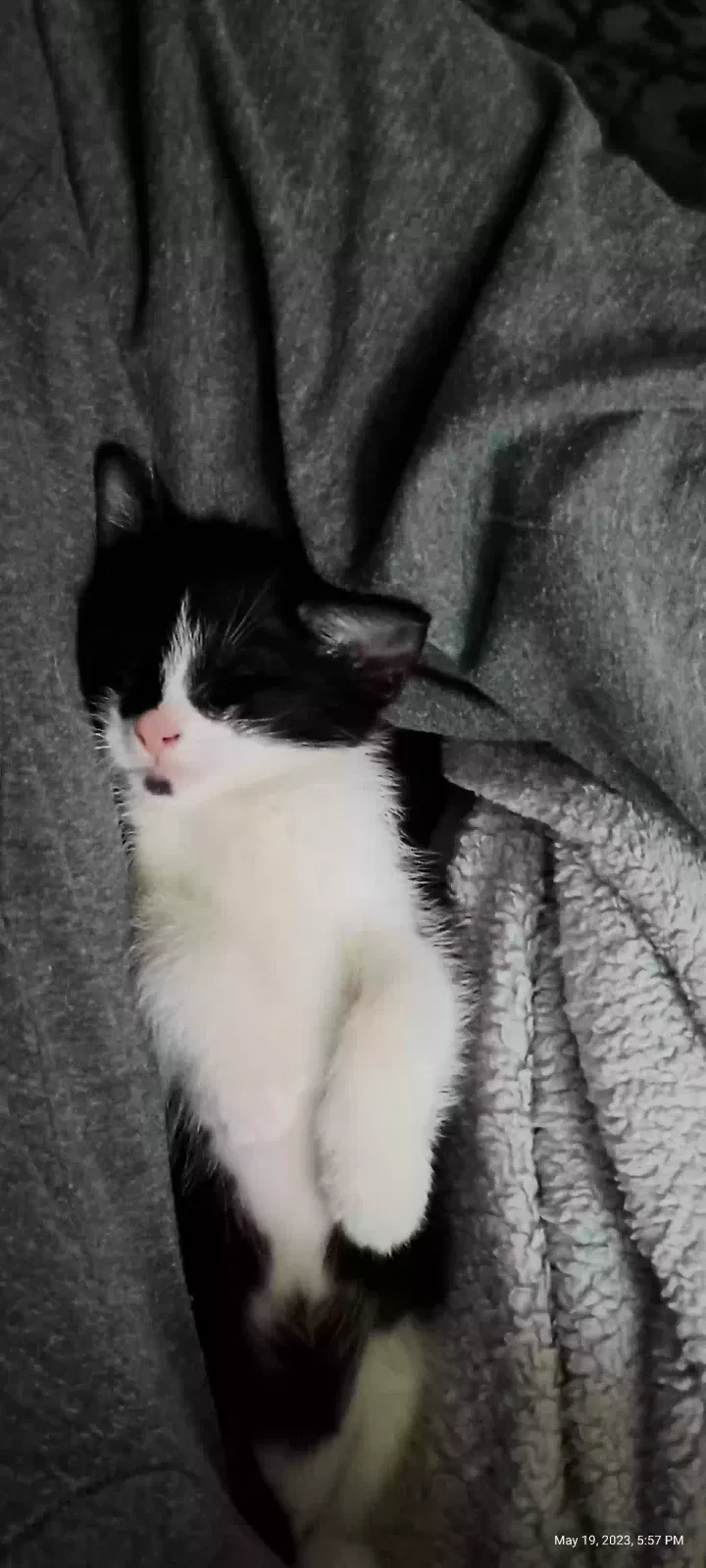 Lost cat in Villa Park, IL, 60181