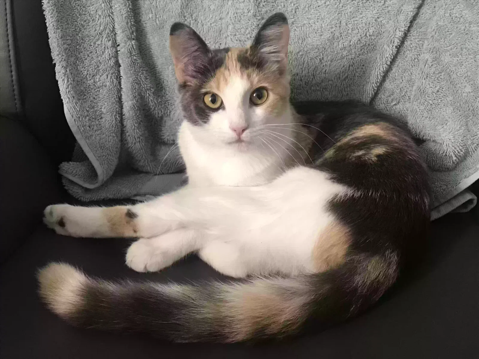 Lost cat in Santa Clara, CA, 95051