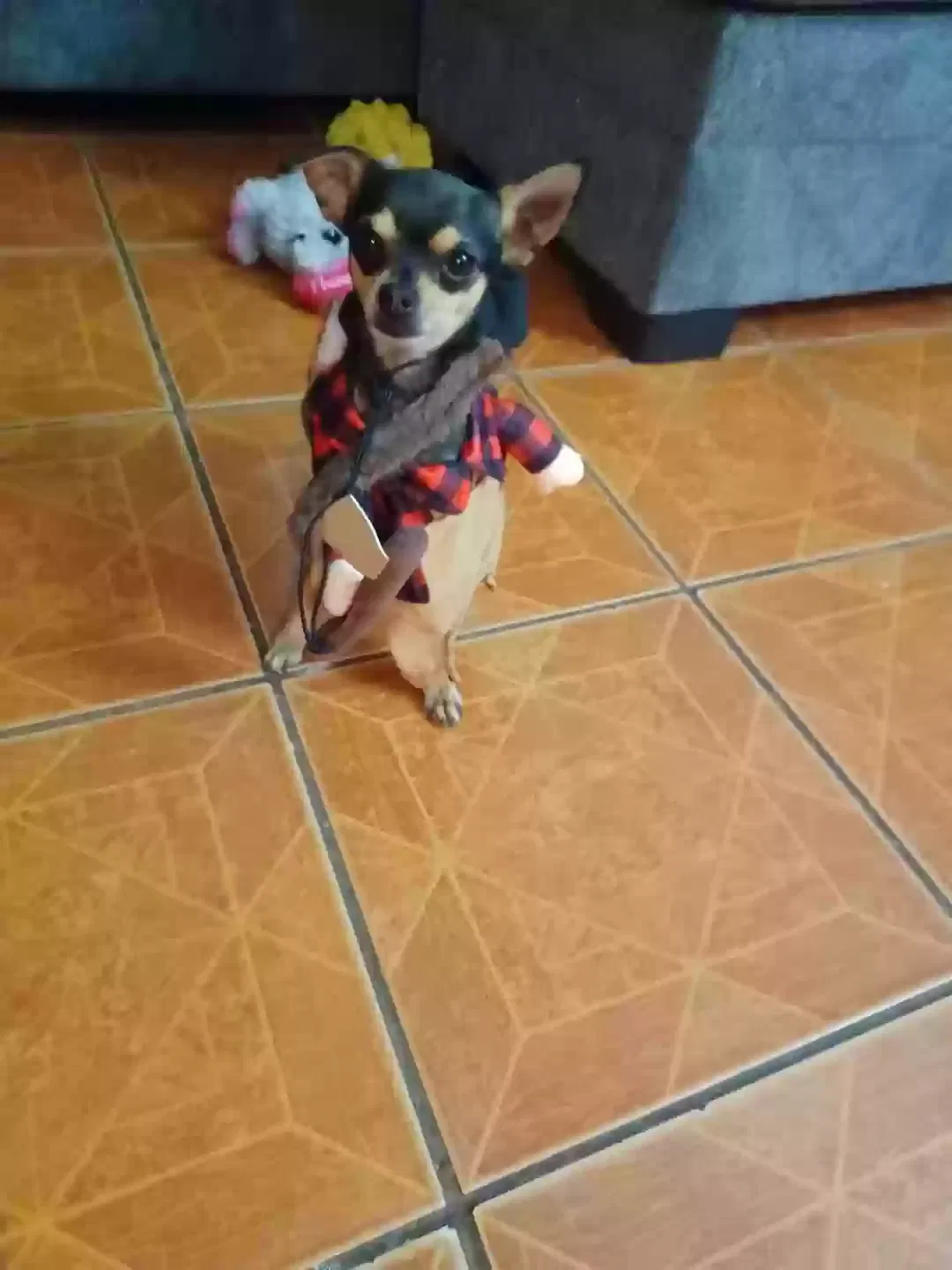 Lost dog in Canutillo, TX, 79835