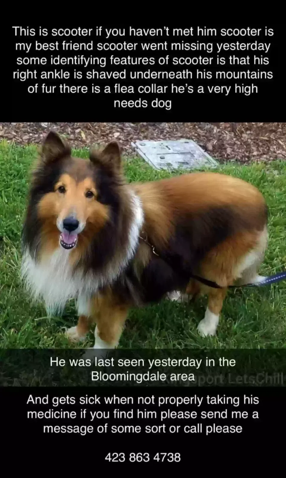 Lost dog in Kingsport, TN, 37660