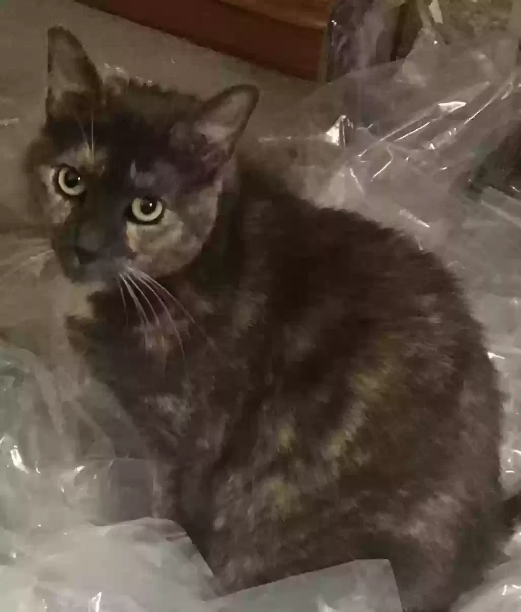 Lost cat in South River, NJ, 8882