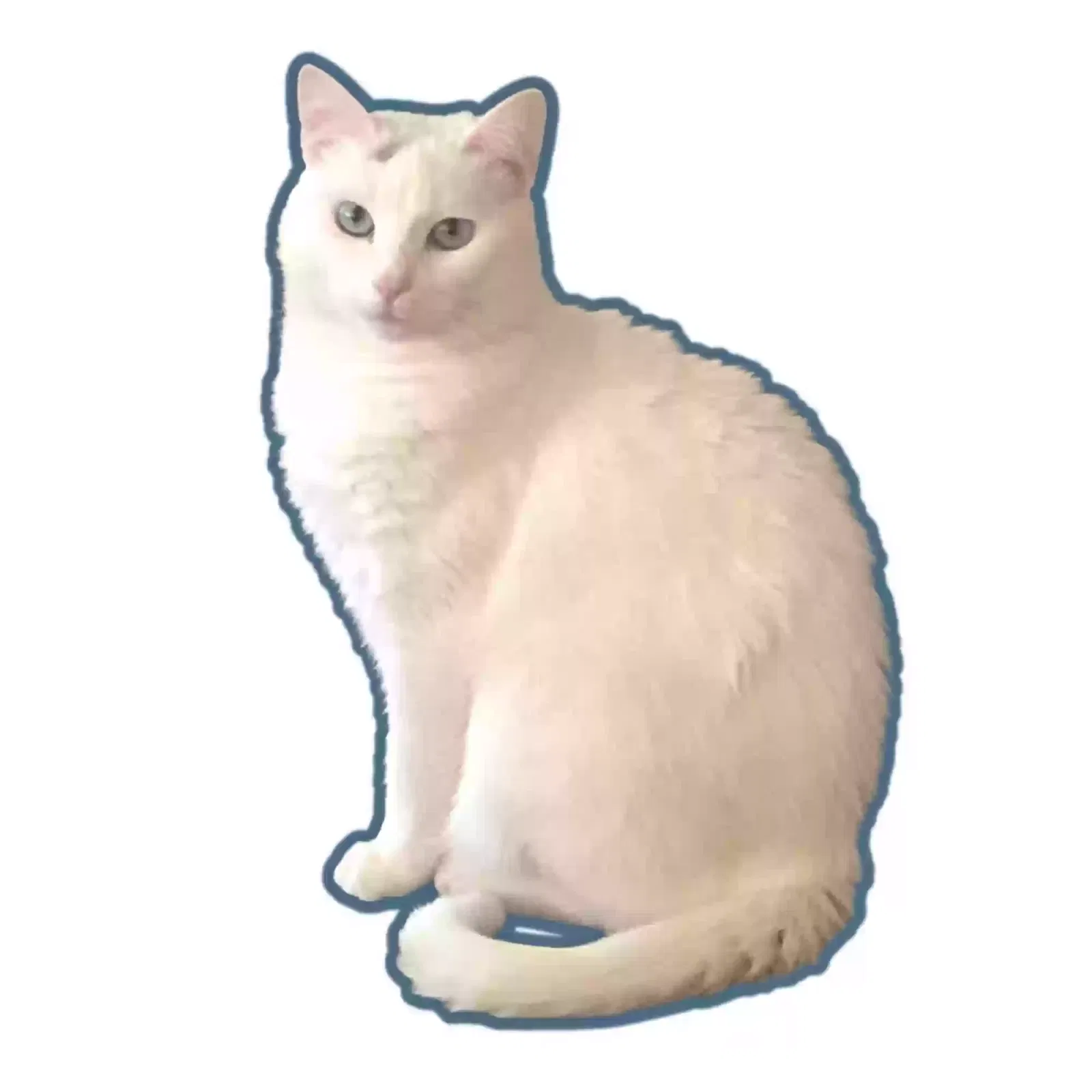 Lost cat in San Antonio, TX, 78254