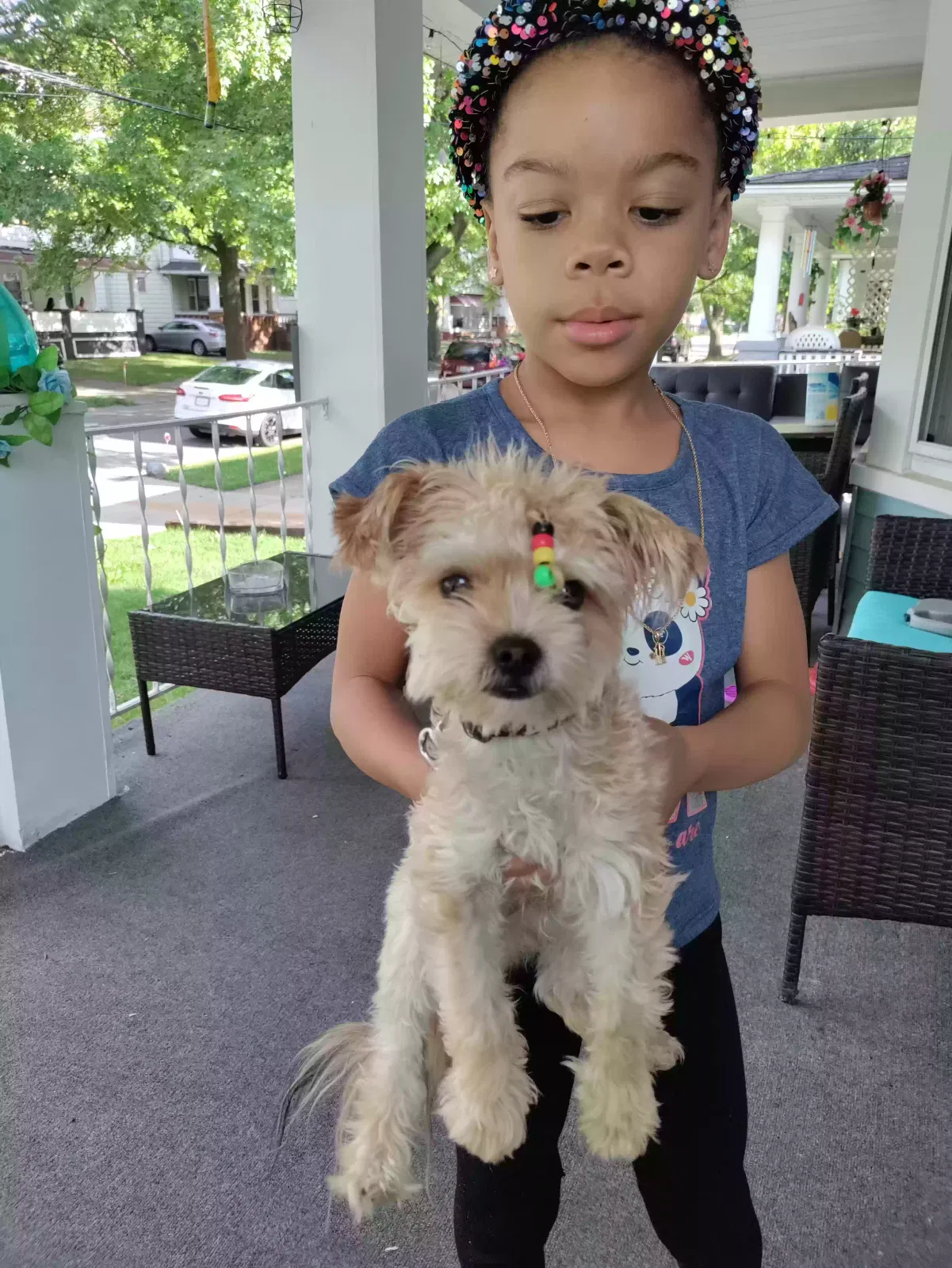 Lost dog in Cleveland, OH, 44110