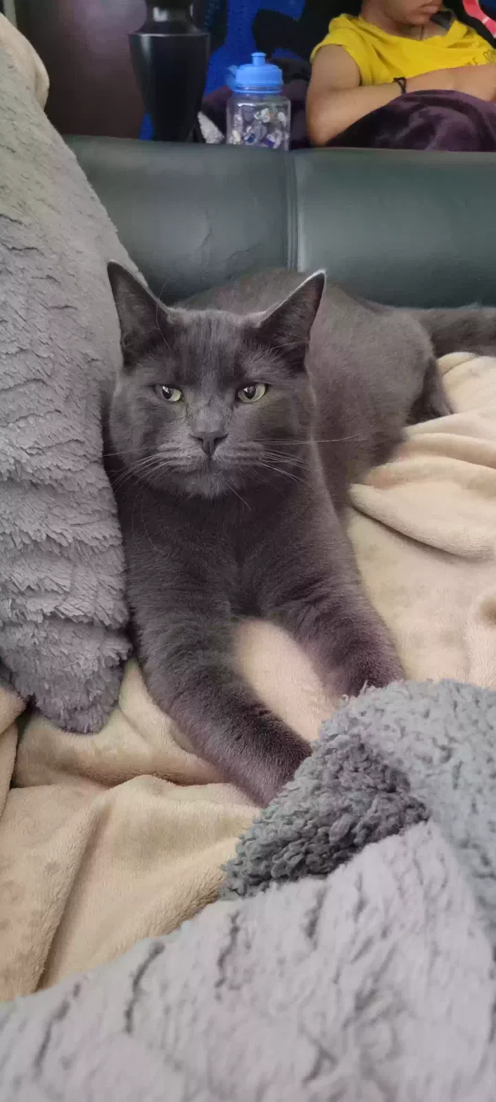 Lost cat in Lakewood, WA, 98498