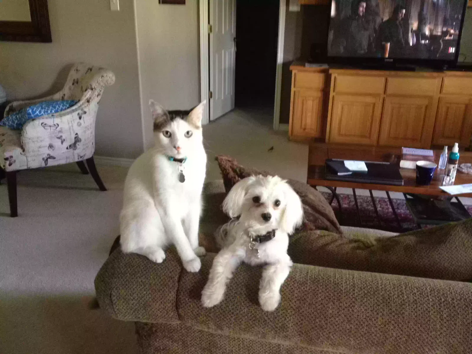Lost cat in Cleburne, TX, 76033