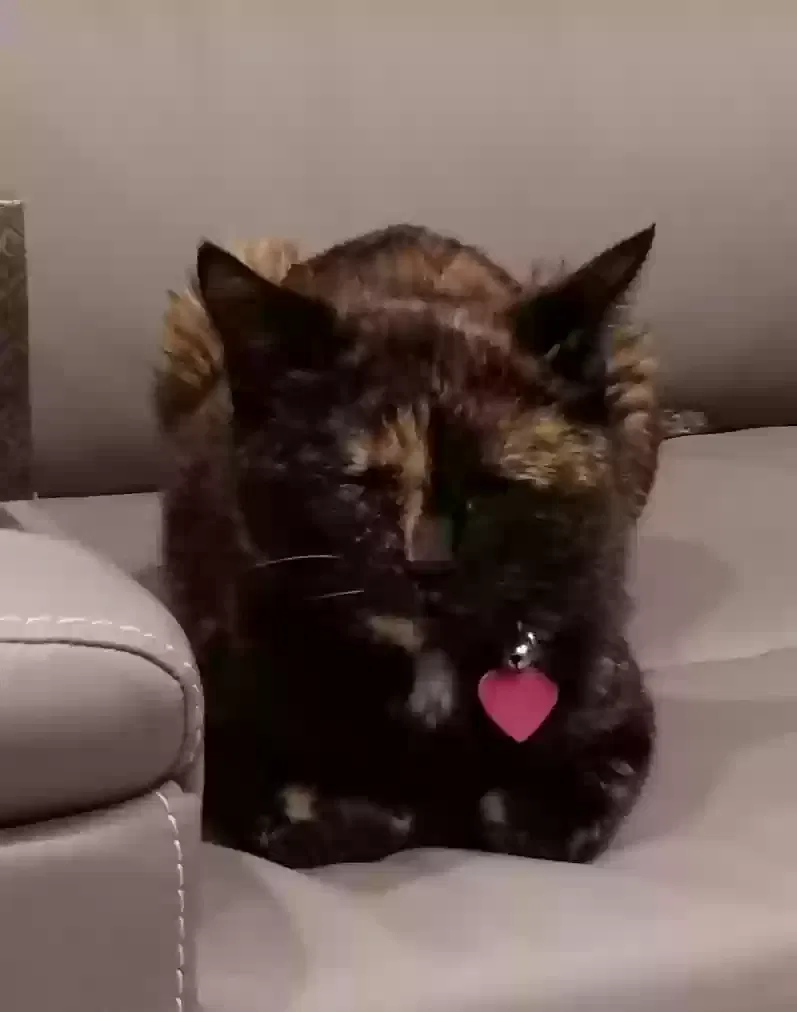 Lost cat in Brownsville, TN, 38012