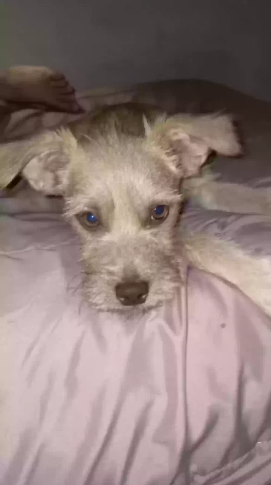 Lost dog in Indio, CA, 92201