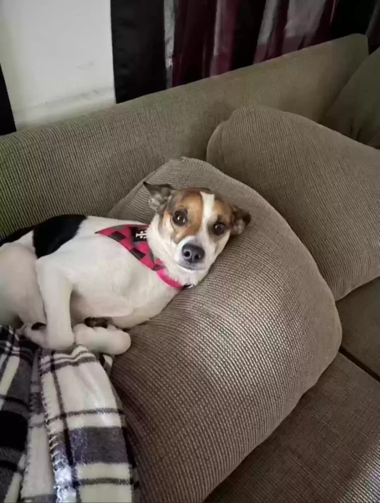 Lost dog in Fort Lauderdale, FL, 33313