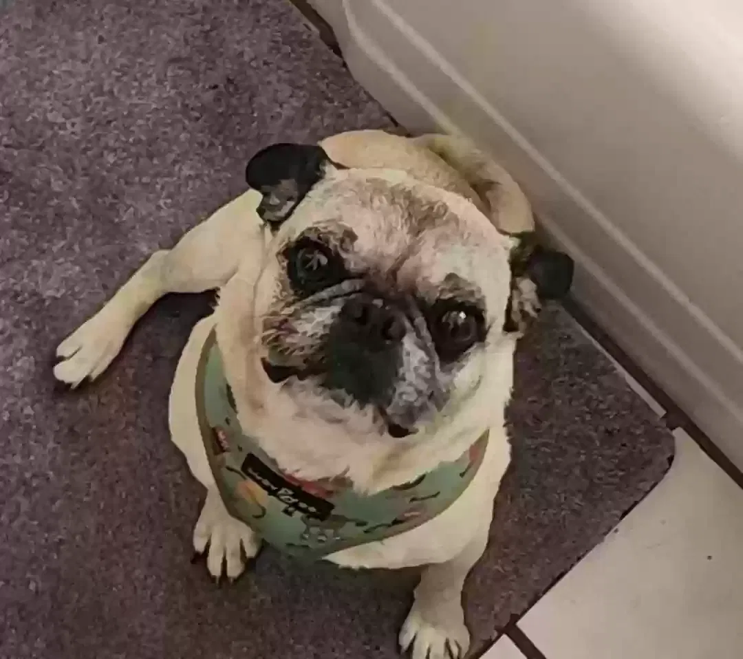 Lost dog in Las Cruces, NM, 88001