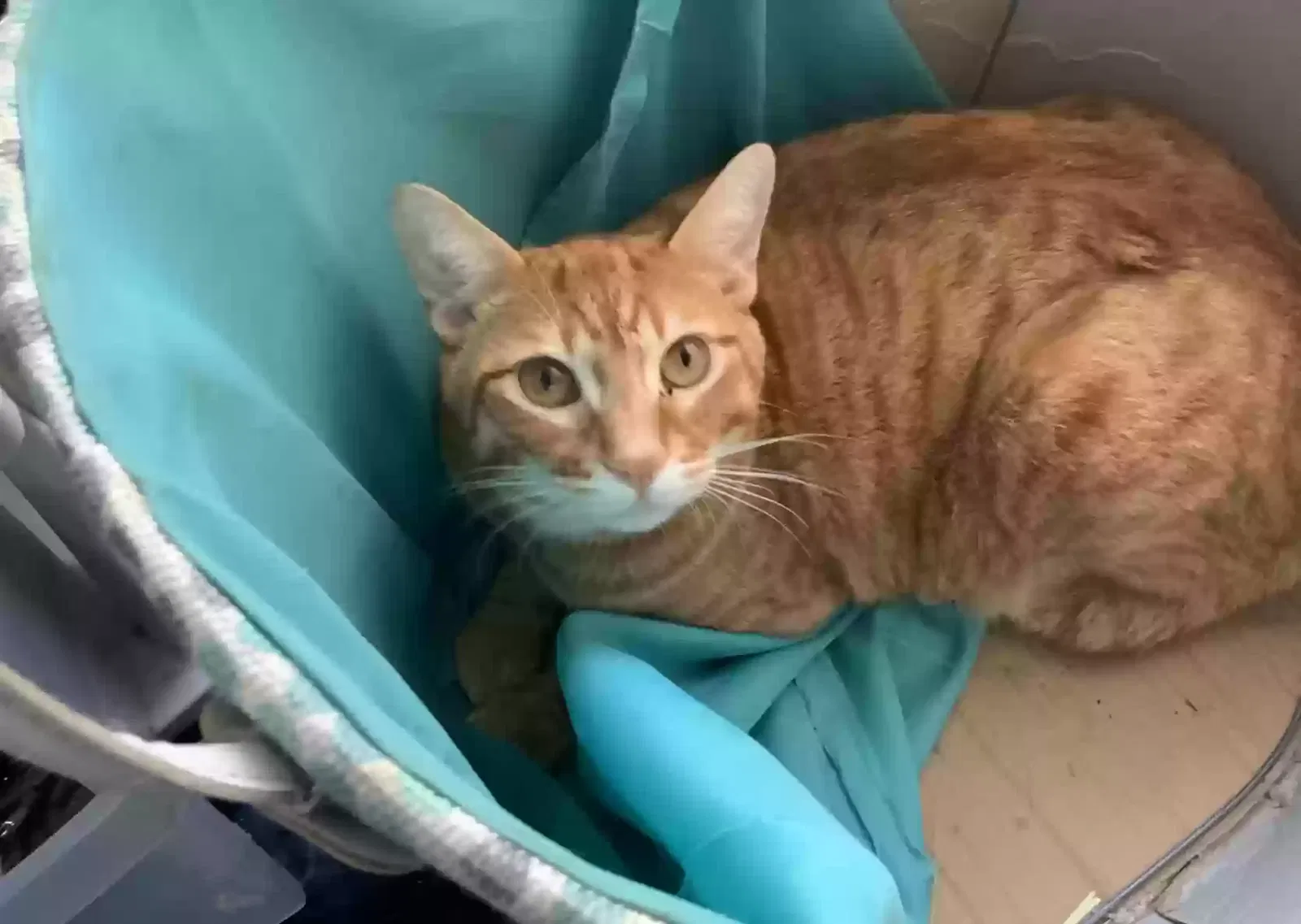 Lost cat in Escondido, CA, 92025