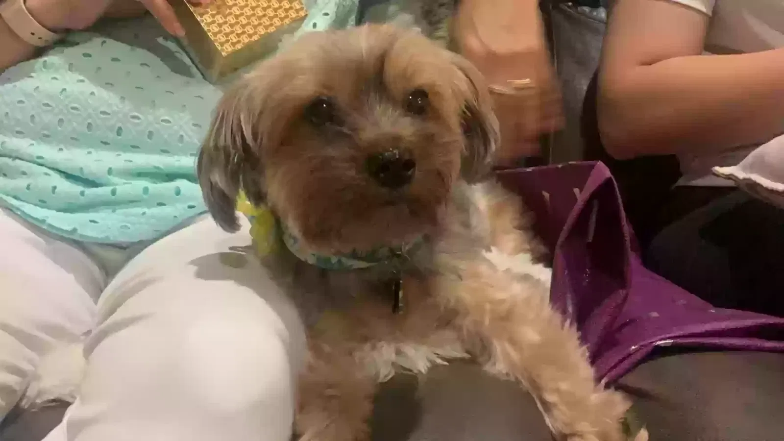 Lost dog in Trenton, OH, 45067