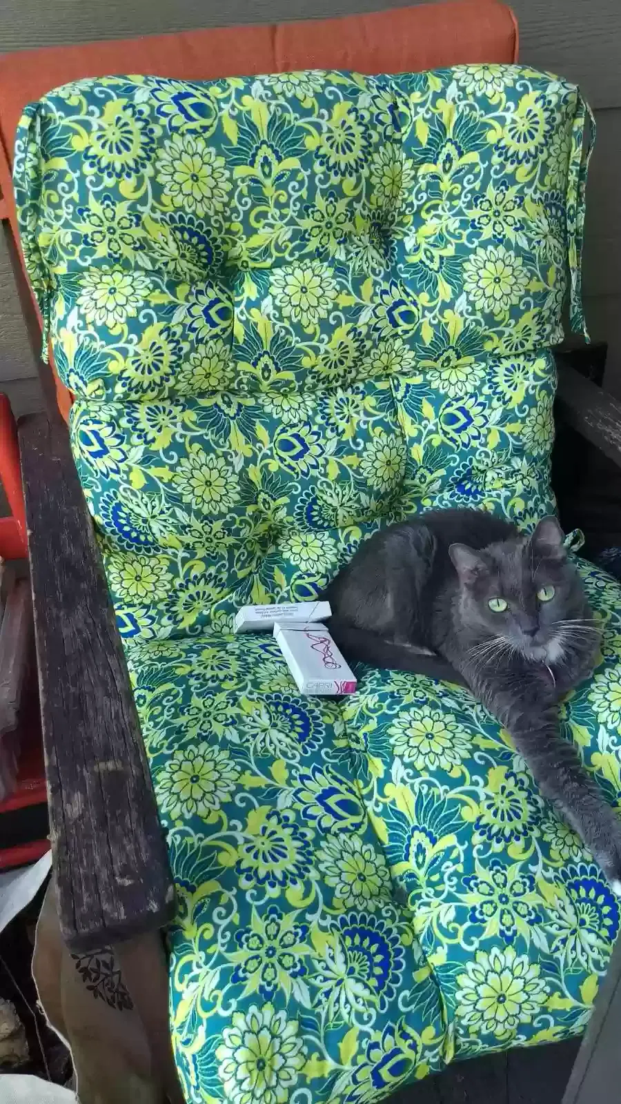 Lost cat in Boynton Beach, FL, 33426